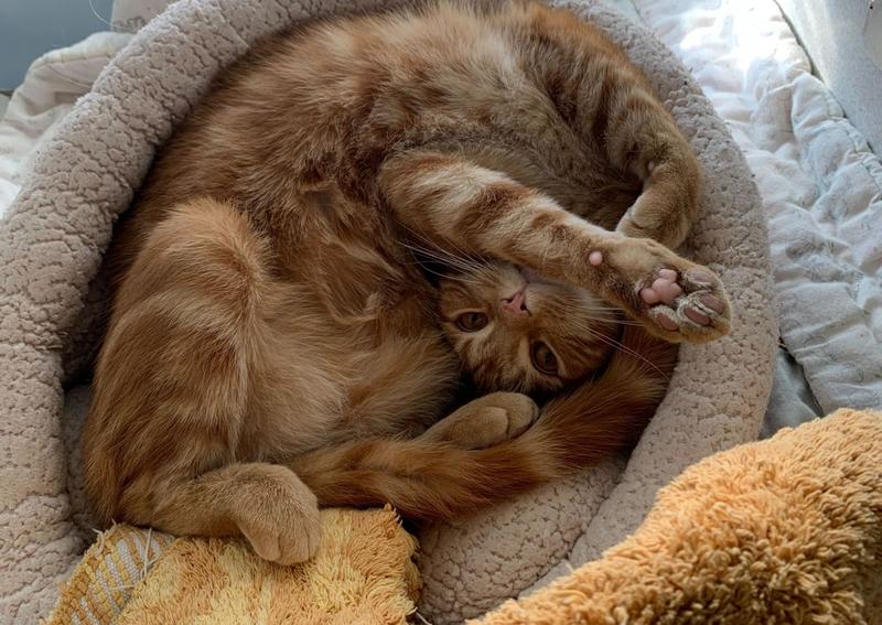 Animal Hospital Inc Willoughby Hills veterinarians